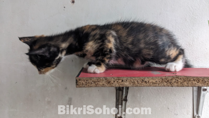 Mix Breed Female Cat Kitten